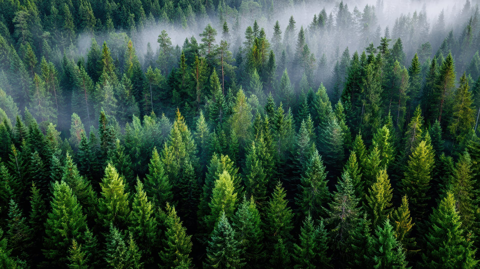 Radiata Pine forest under a clear New Zealand sky