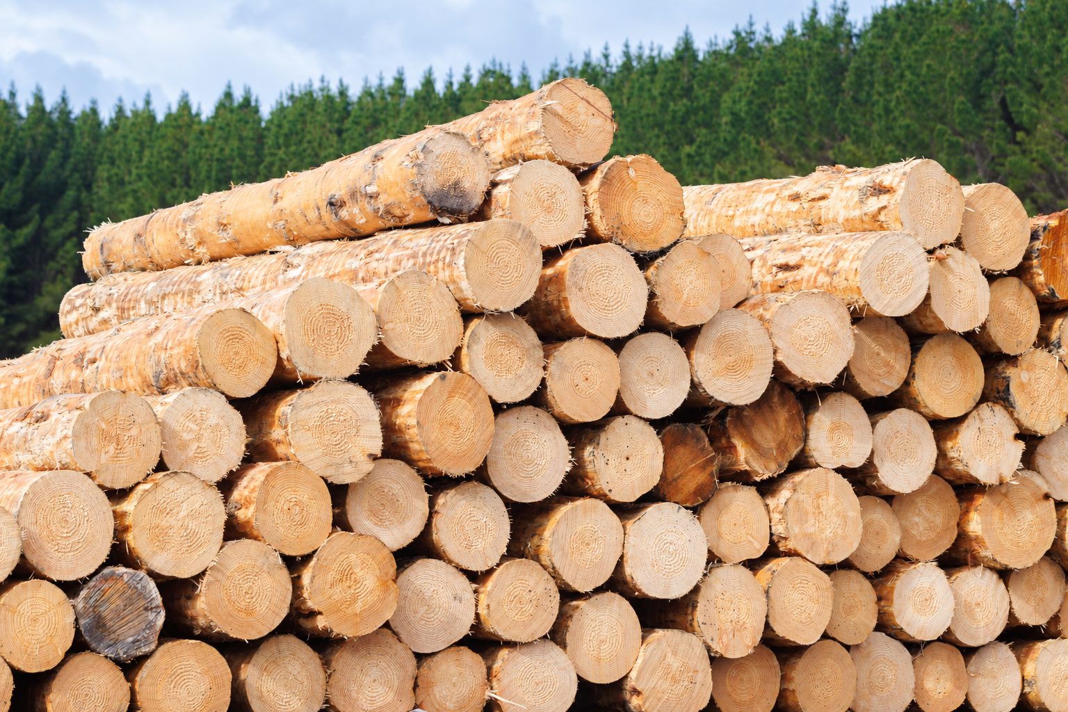 Stacked Radiata Pine export logs
